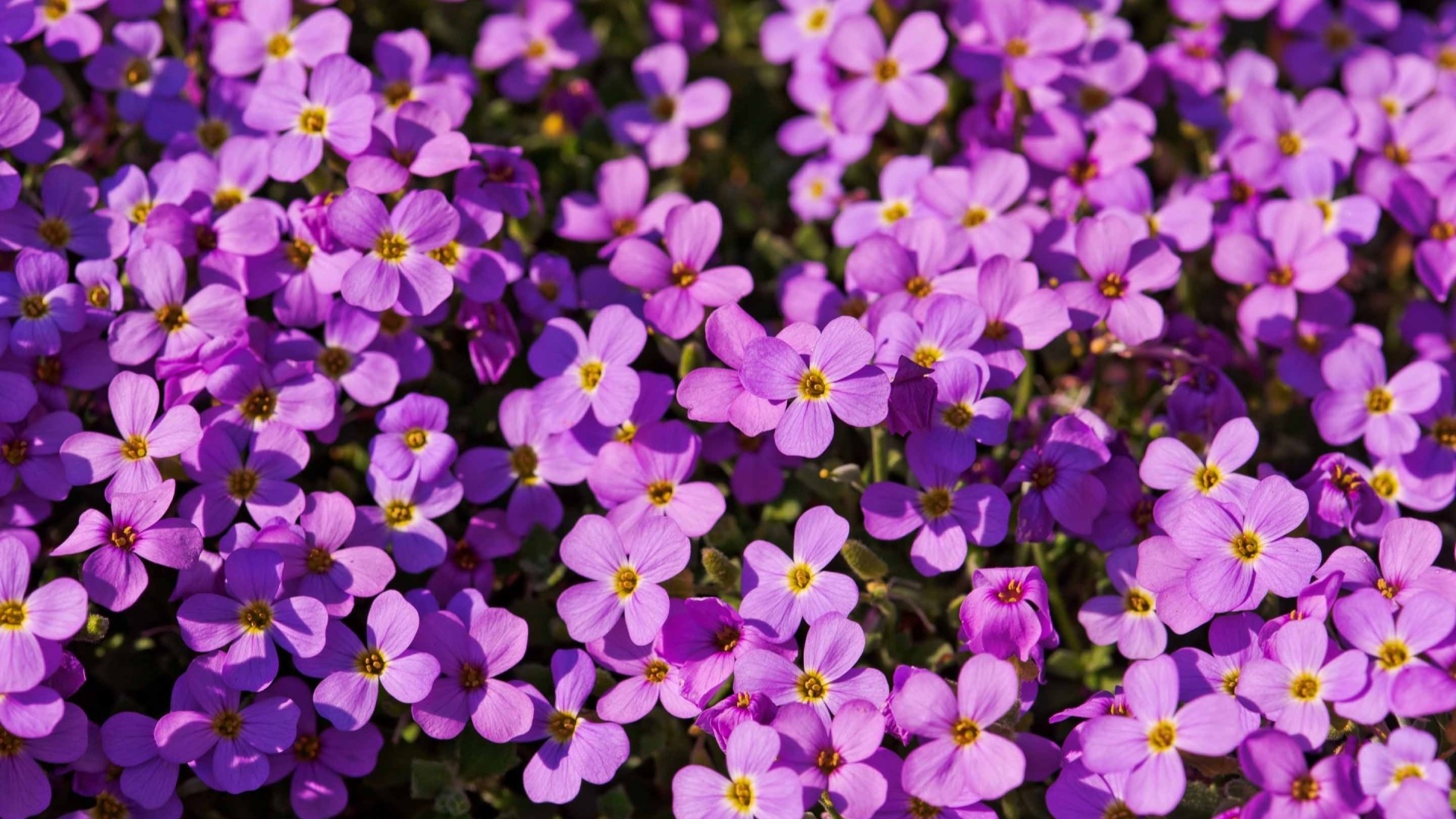Purple Flower PC Wallpaper HD