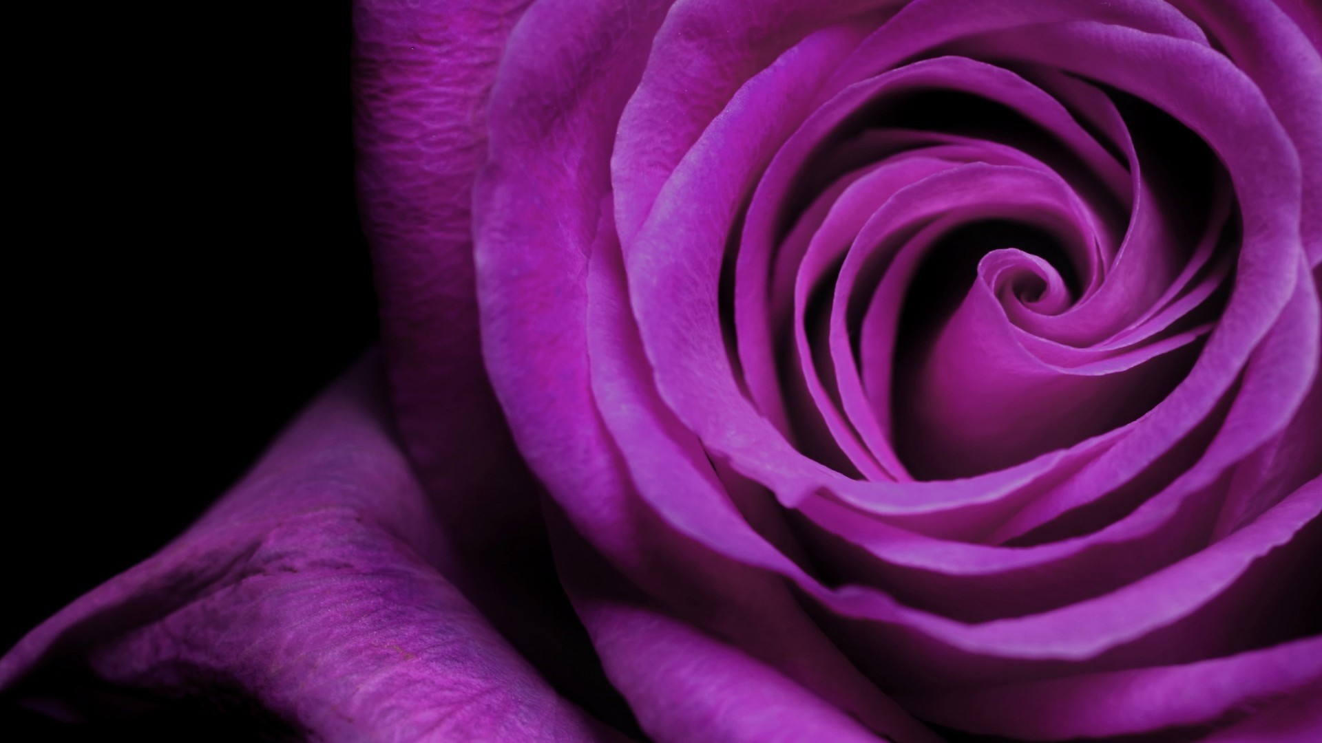 Purple Flower Download Wallpaper