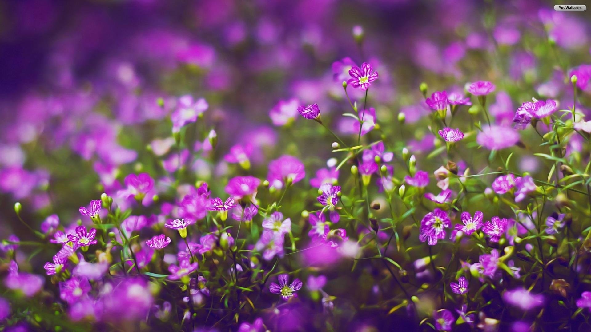 26 Purple Flower Wallpapers - Wallpaperboat