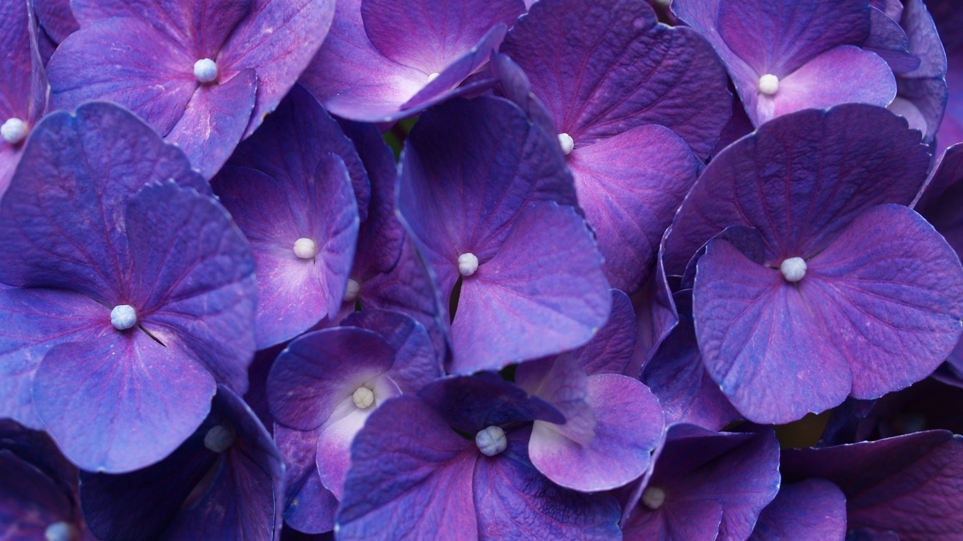 Purple Flower Free Wallpaper and Background