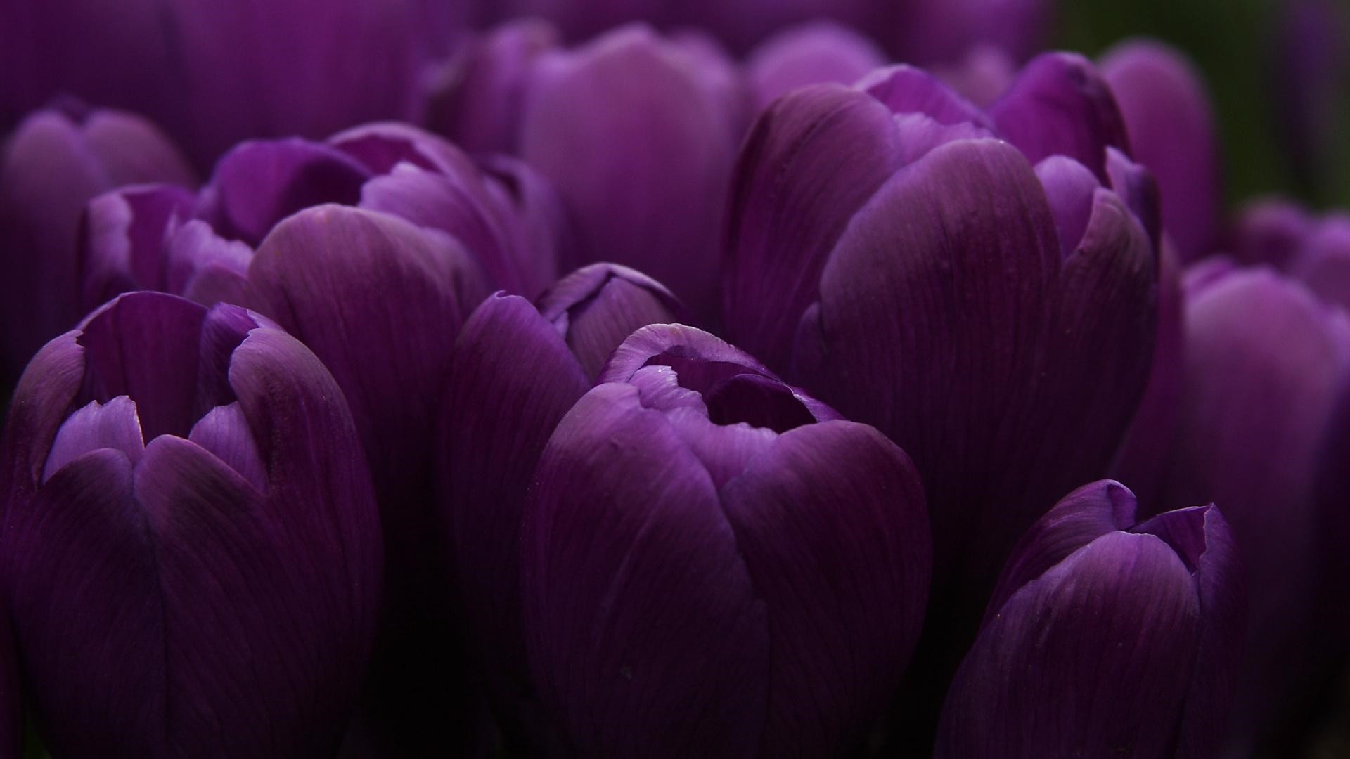 Purple Flower Wallpaper image hd