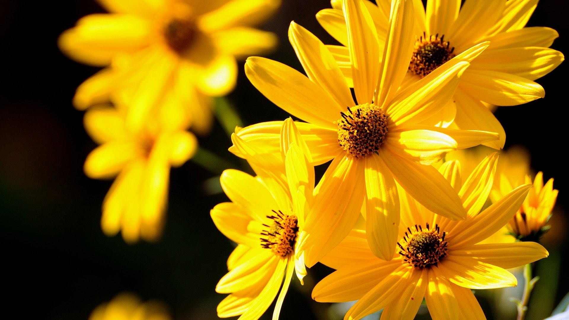 Yellow Flower Picture