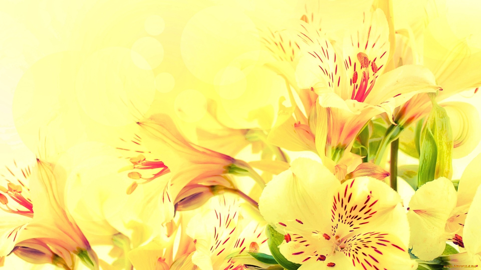 Yellow Flower PC Wallpaper