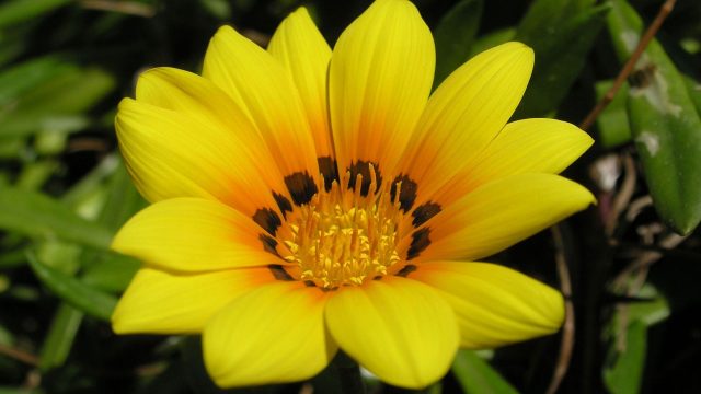 Yellow Flower Wallpaper and Background