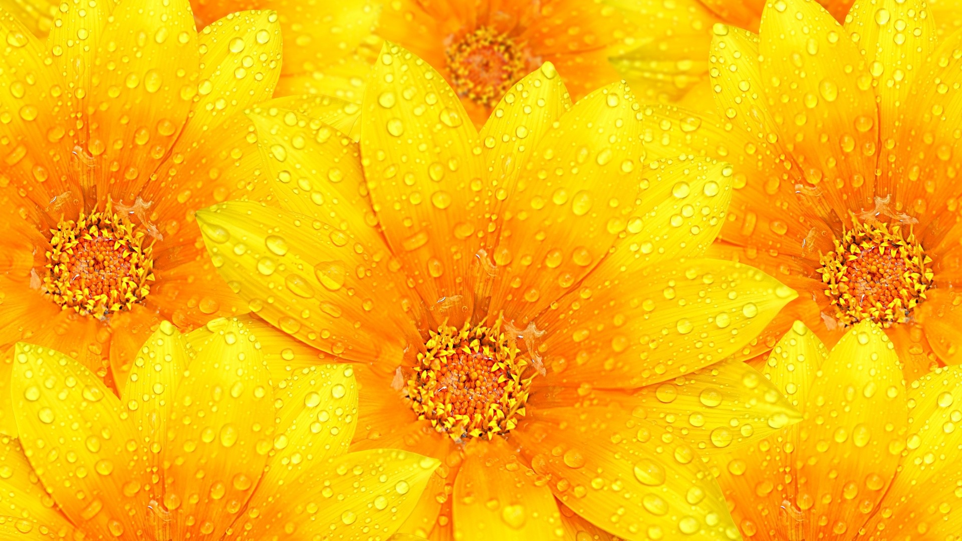 Yellow Flower Full HD Wallpaper