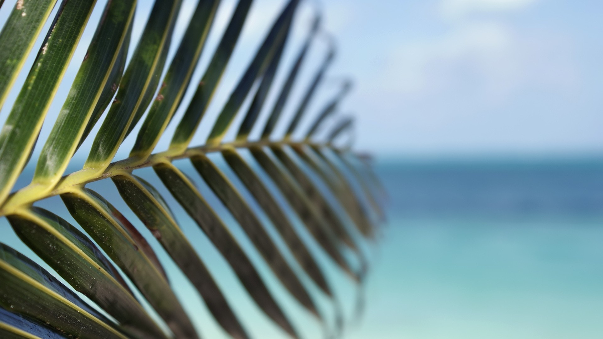 Tropical Leaf Wallpaper for pc