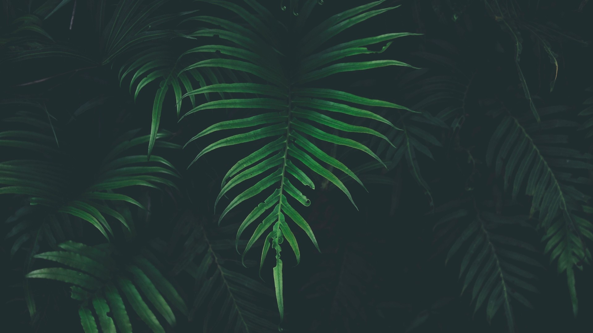 Tropical Leaf Download Wallpaper