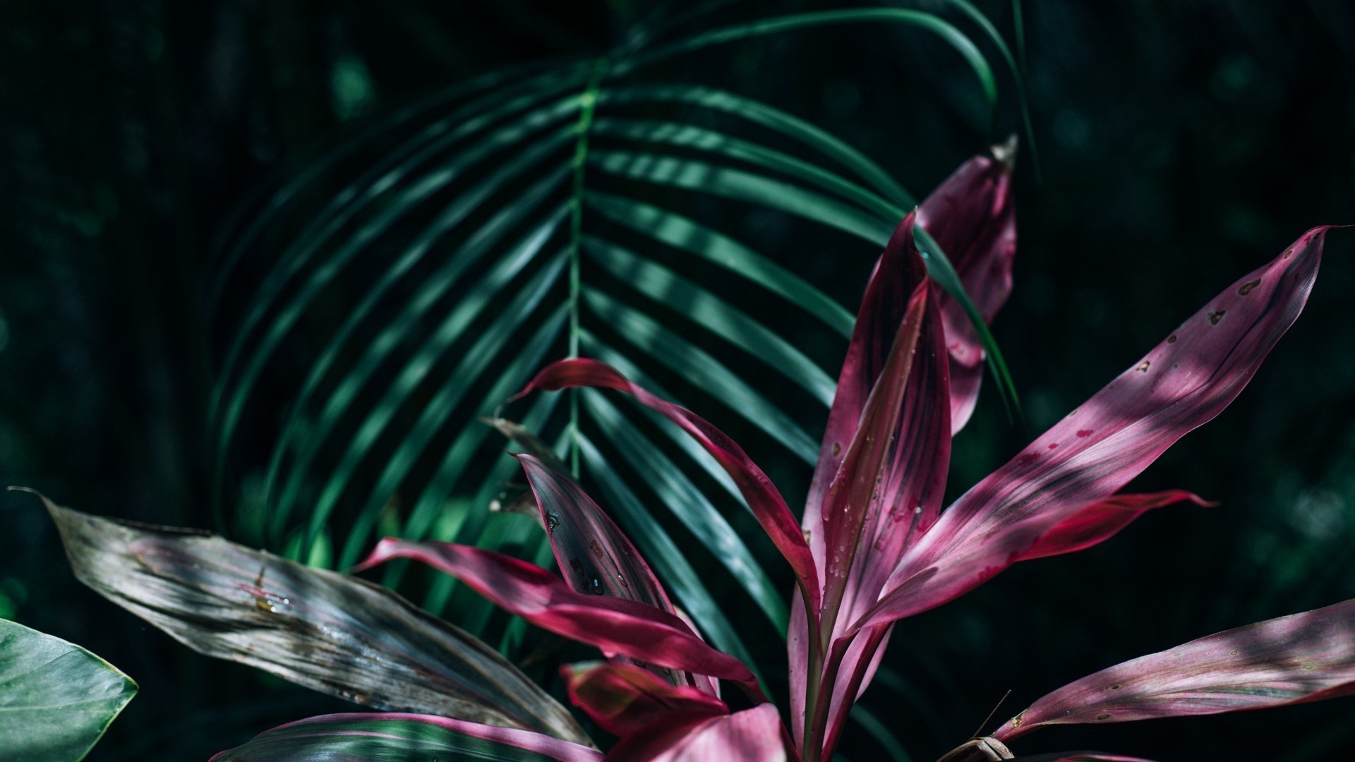 28 Tropical Leaf Wallpapers - Wallpaperboat