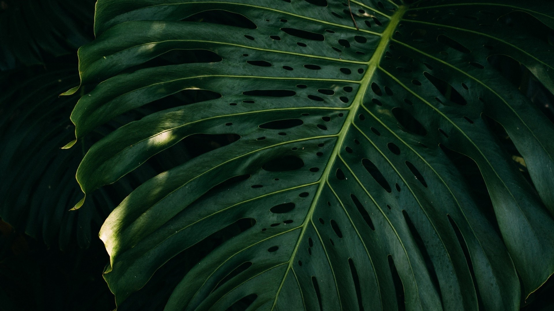 Tropical Leaf HD Wallpaper