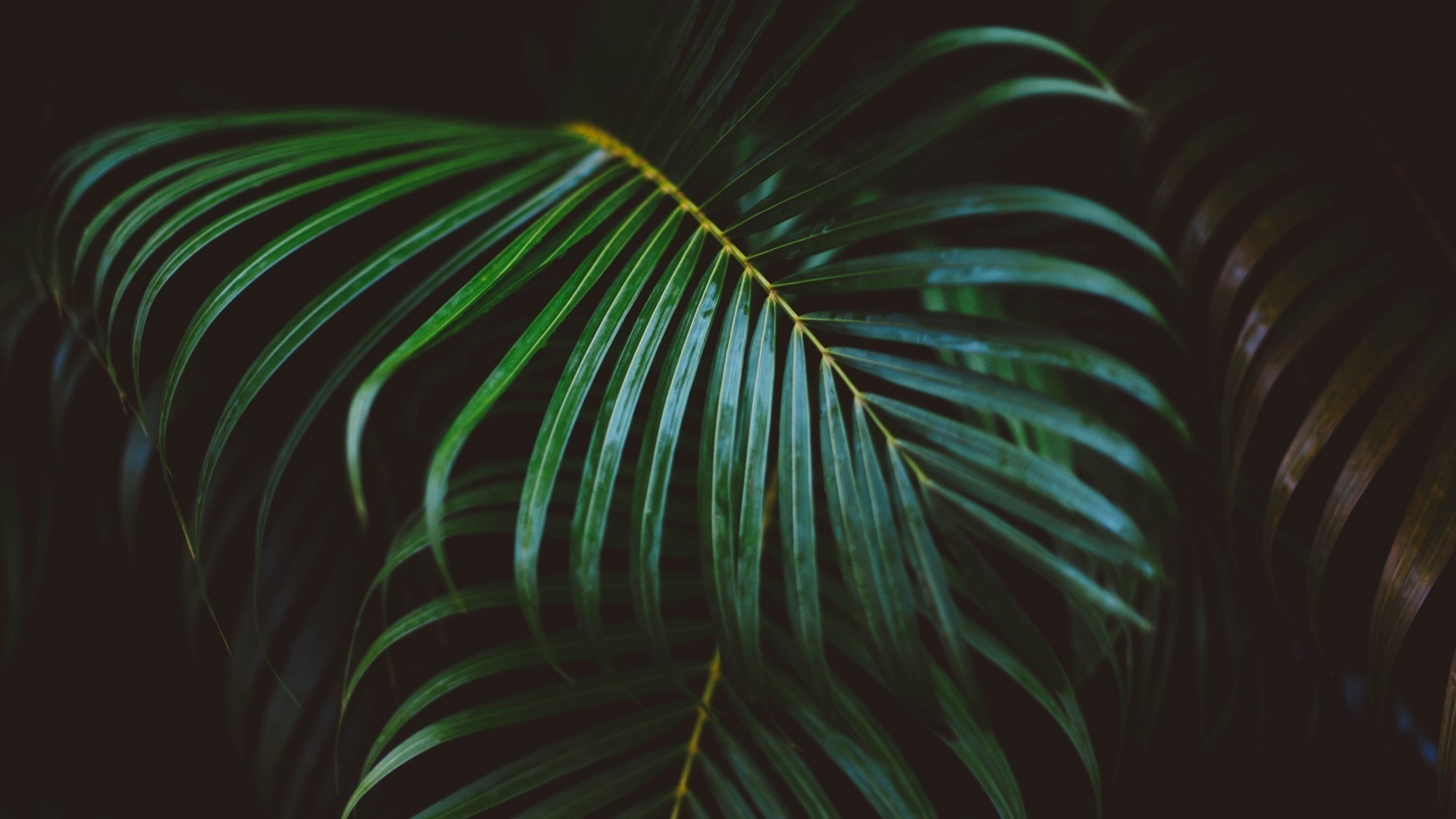 Tropical Leaf HD Wallpaper