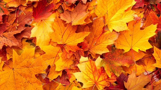 26 Fall Leaves Wallpapers - Wallpaperboat