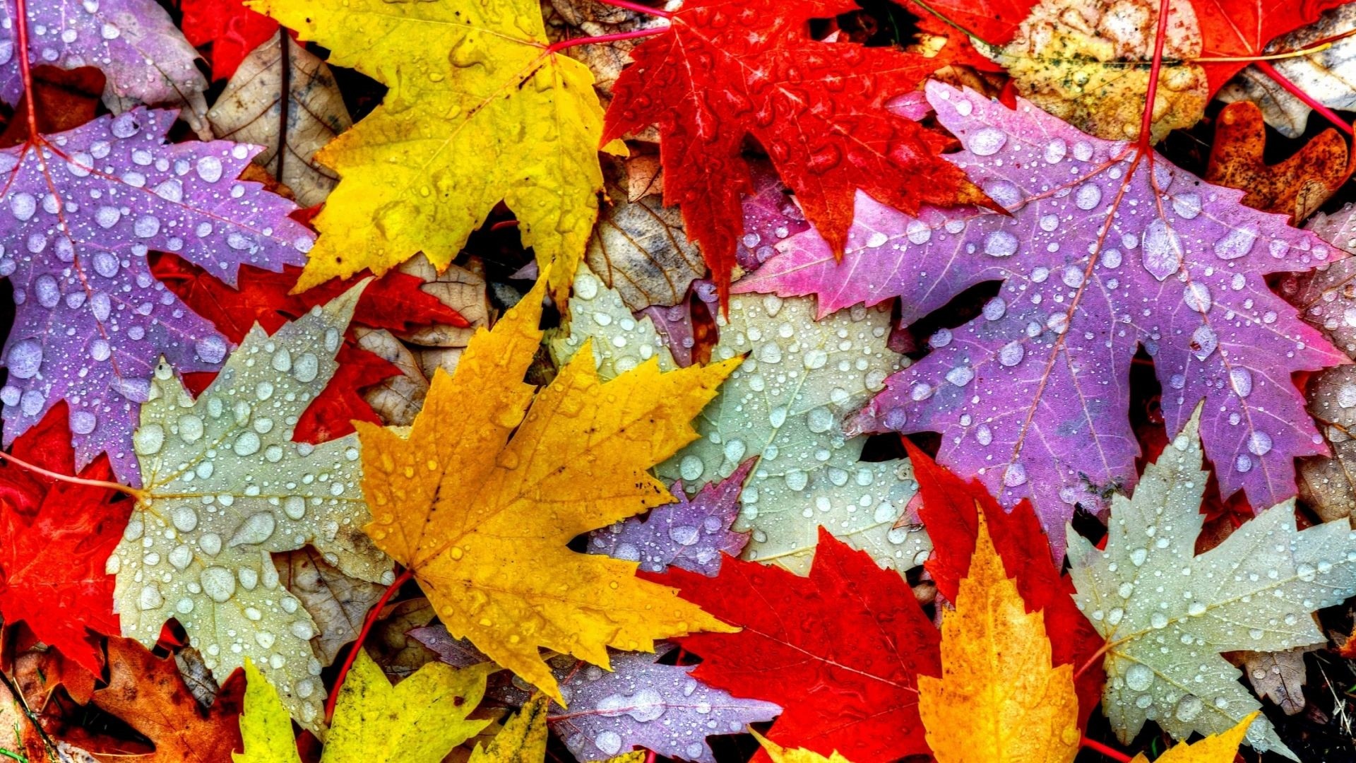 Fall Leaves Wallpaper image hd