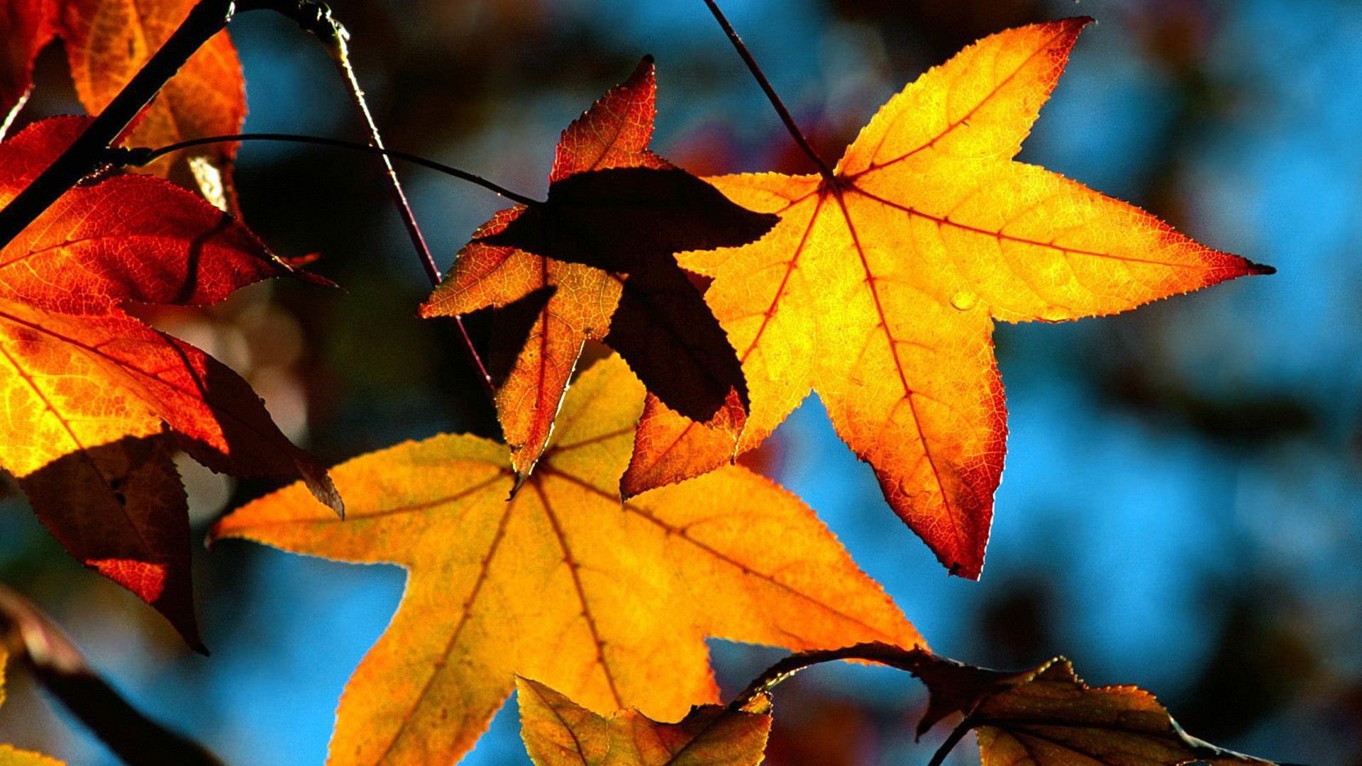 Fall Leaves PC Wallpaper HD