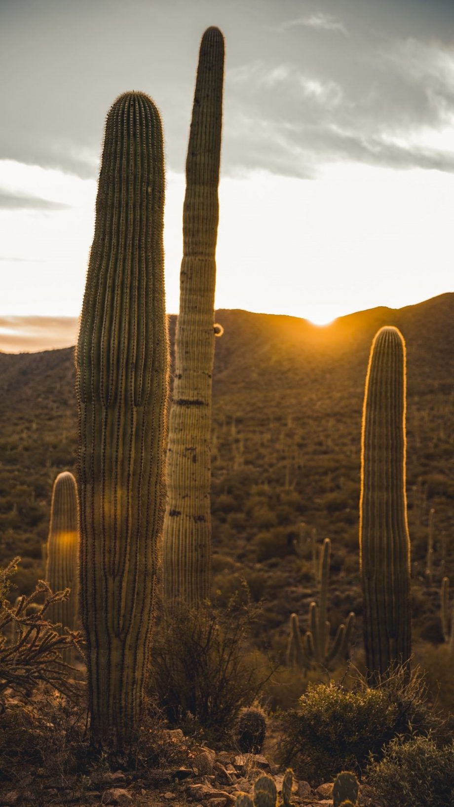 21 Cactus iPhone Wallpapers - Wallpaperboat