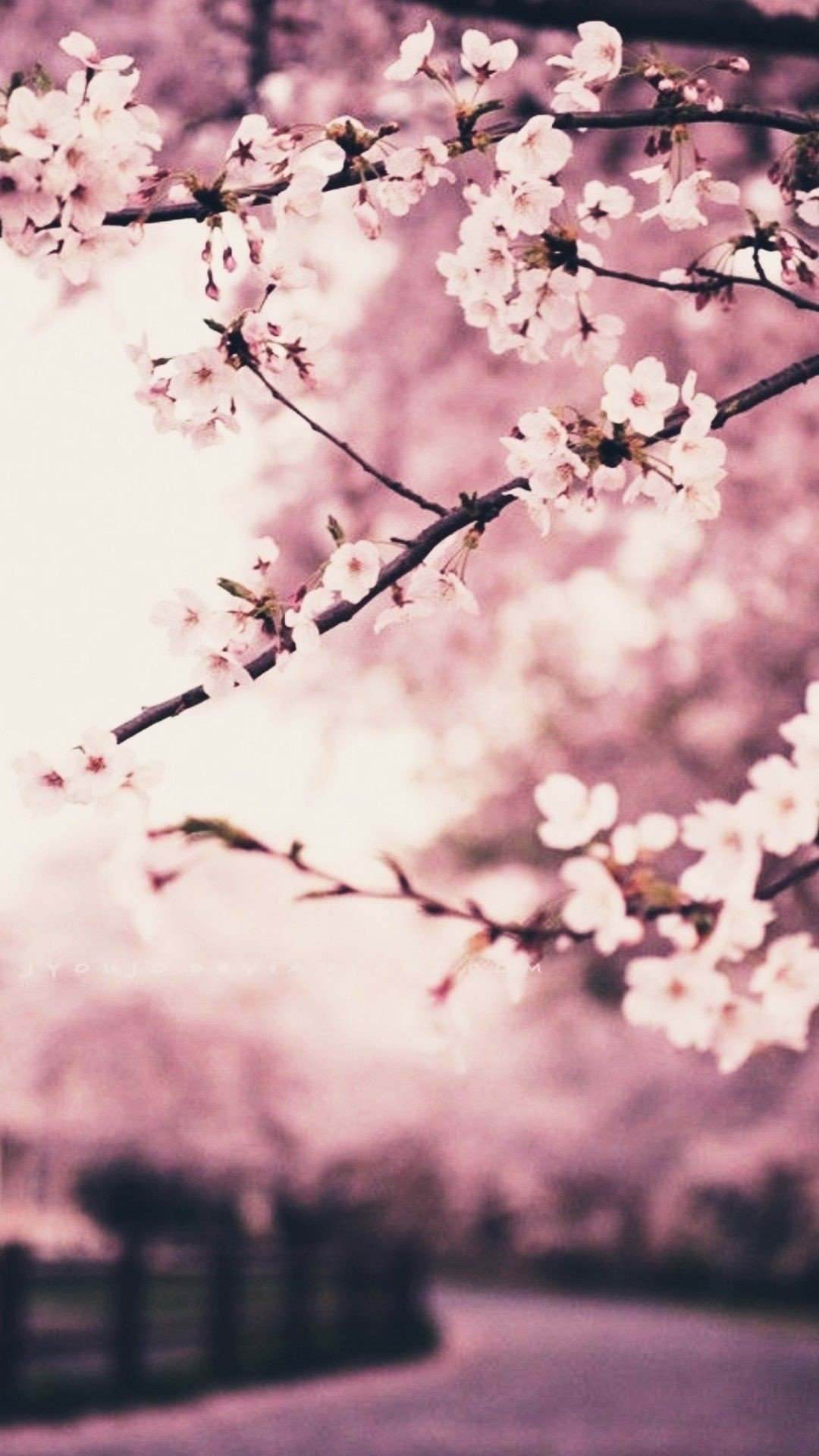 Cherry Blossom screensaver wallpaper