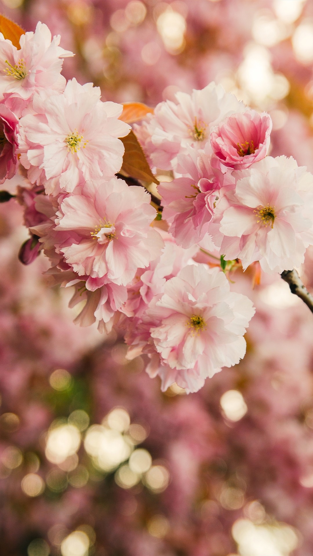 Cherry Blossom wallpaper for android
