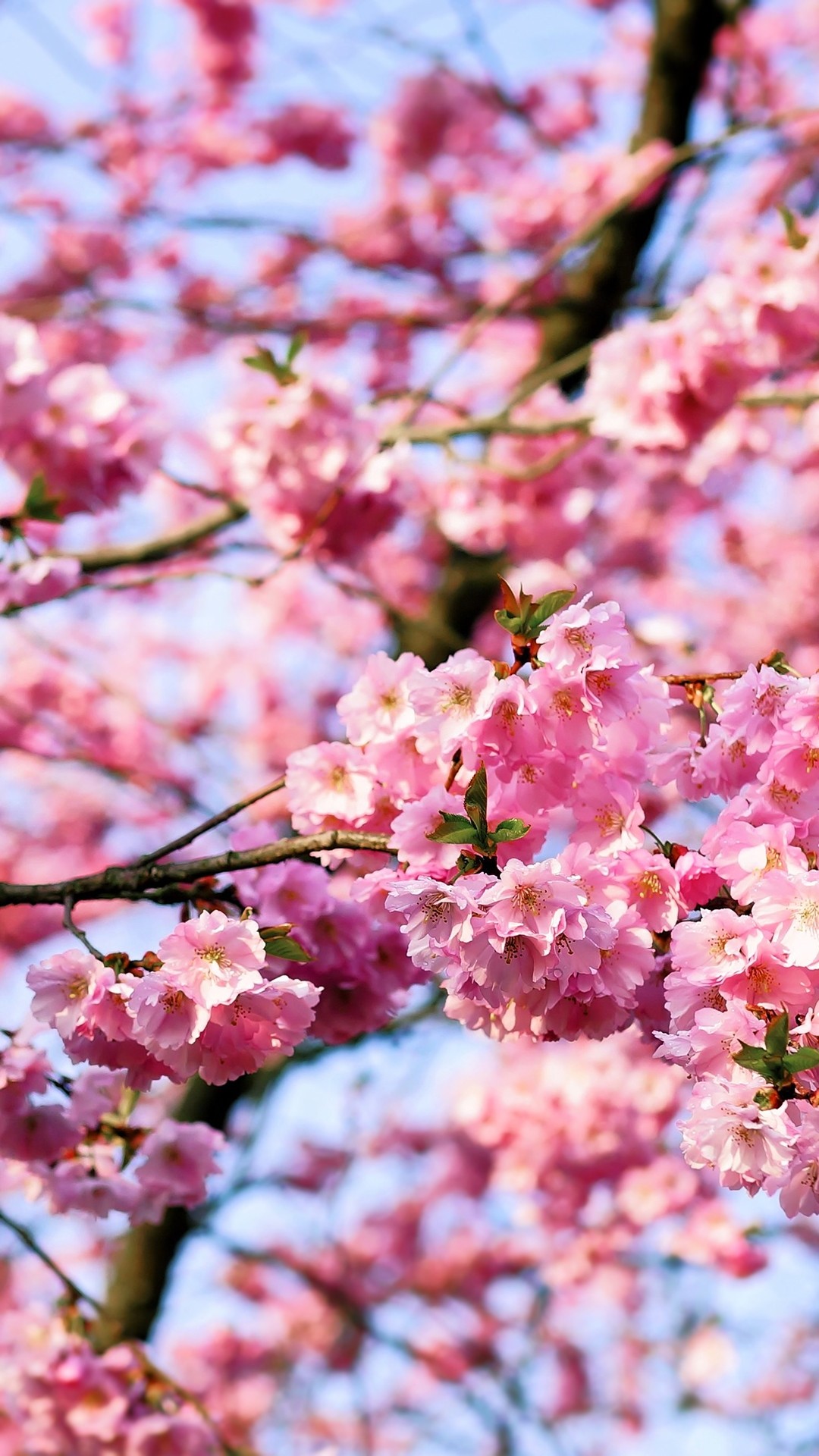 Cherry Blossom iphone 8 wallpaper