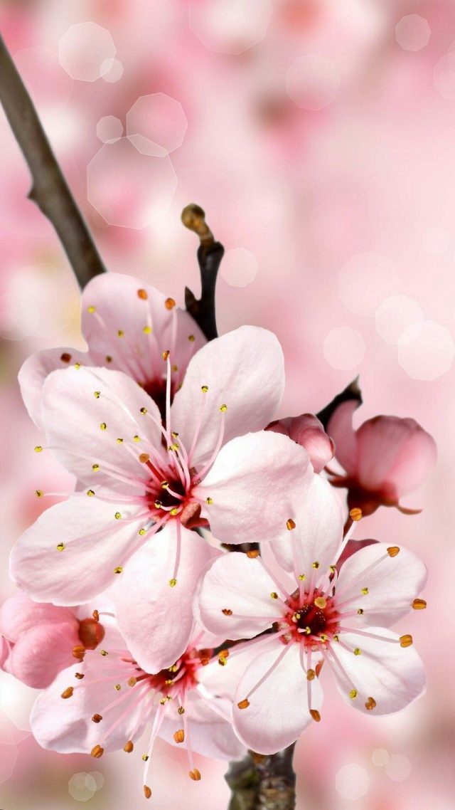 Cherry Blossom phone wallpaper hd