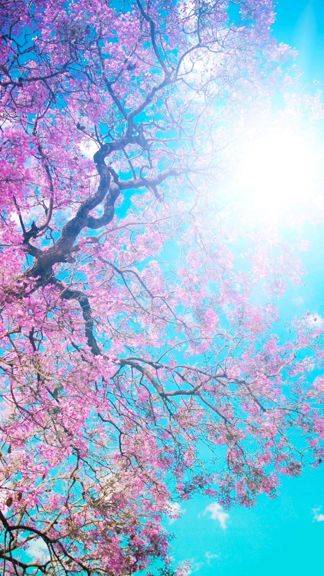 Cherry Blossom free wallpaper for android