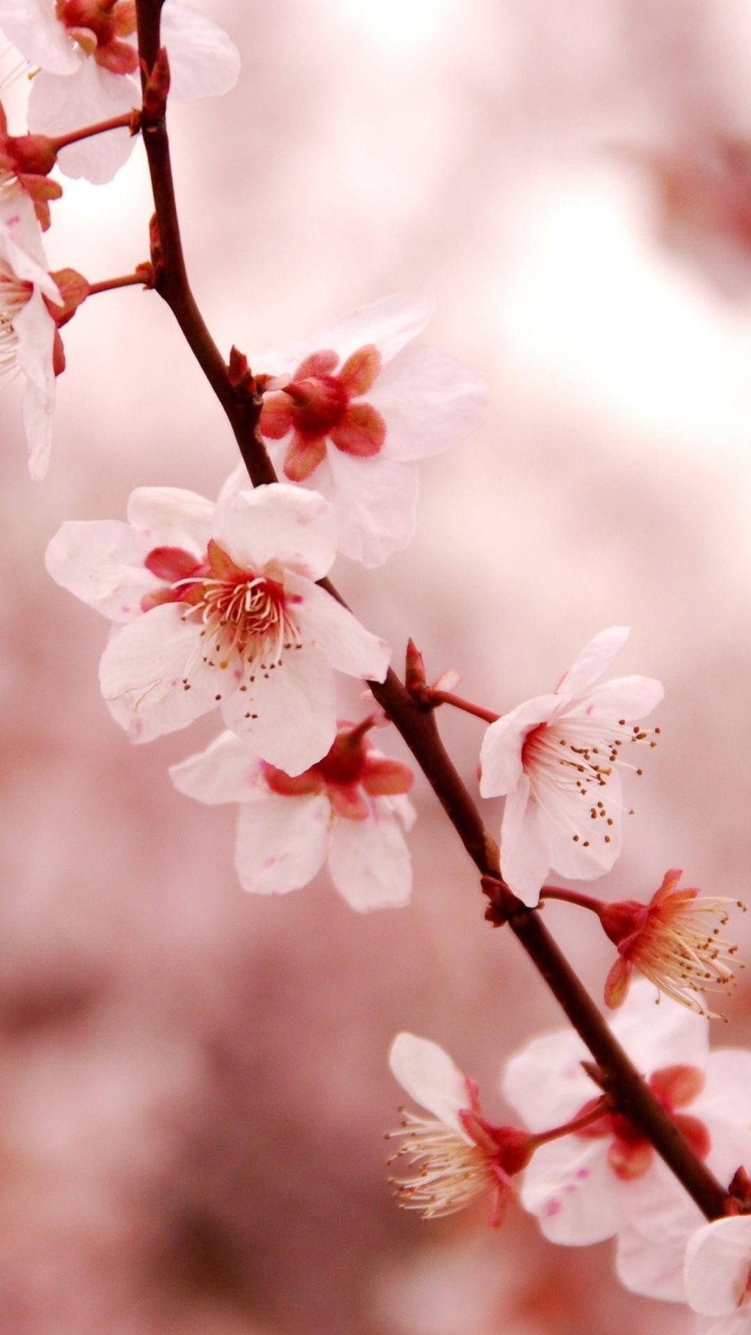 Cherry Blossom ios wallpaper