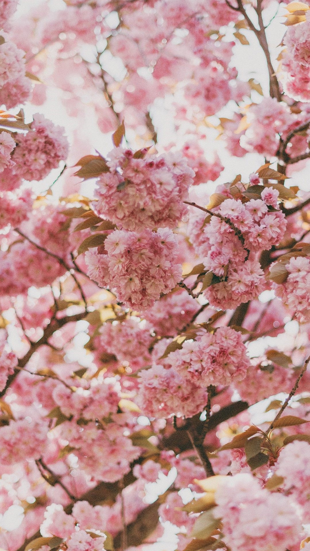 Cherry Blossom iphone wallpaper high quality
