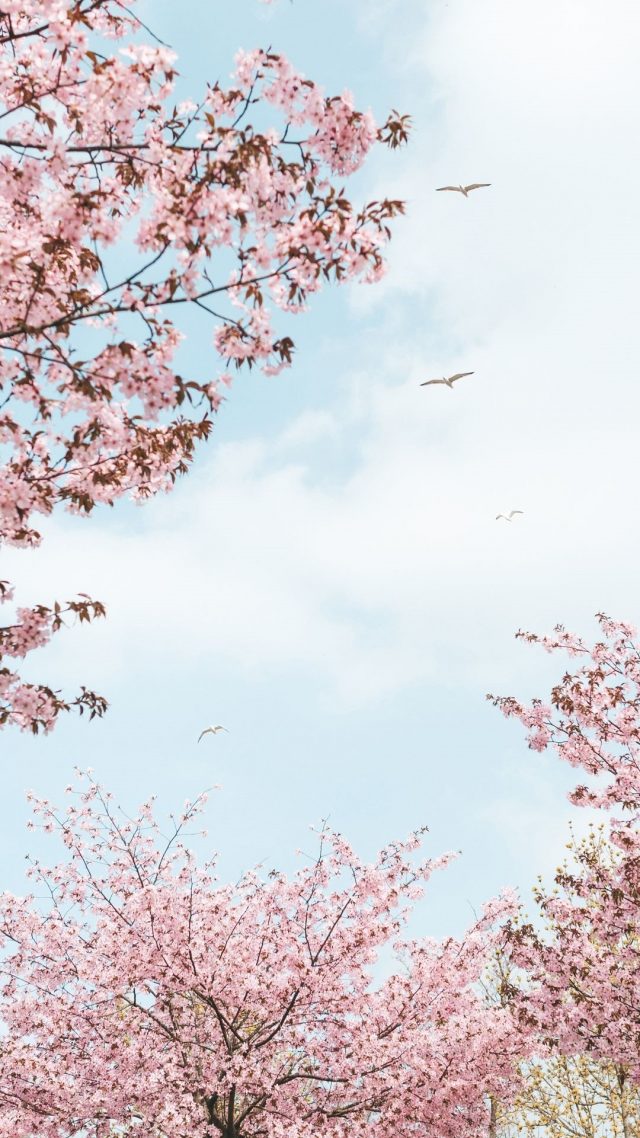 24 Cherry Blossom iPhone Wallpapers - Wallpaperboat