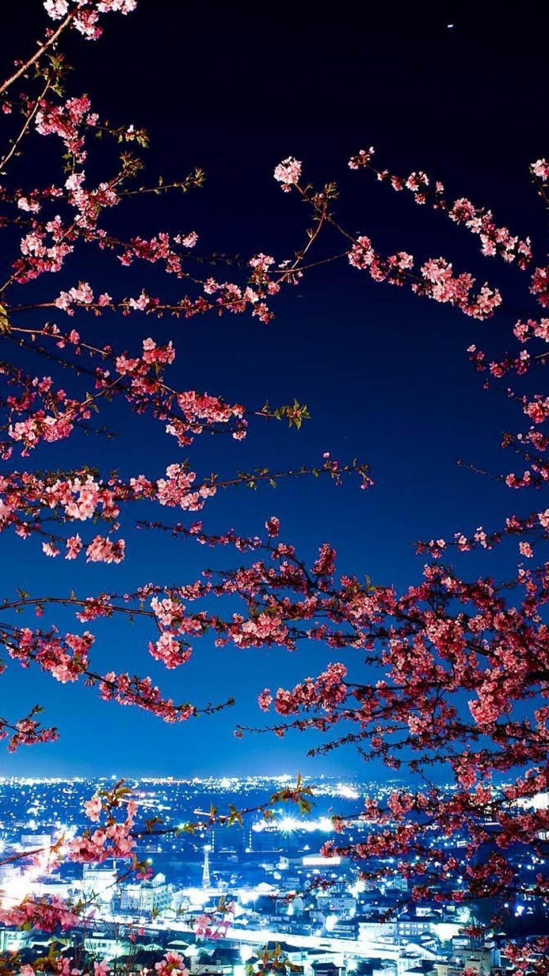 Cherry Blossom iphone wallpaper