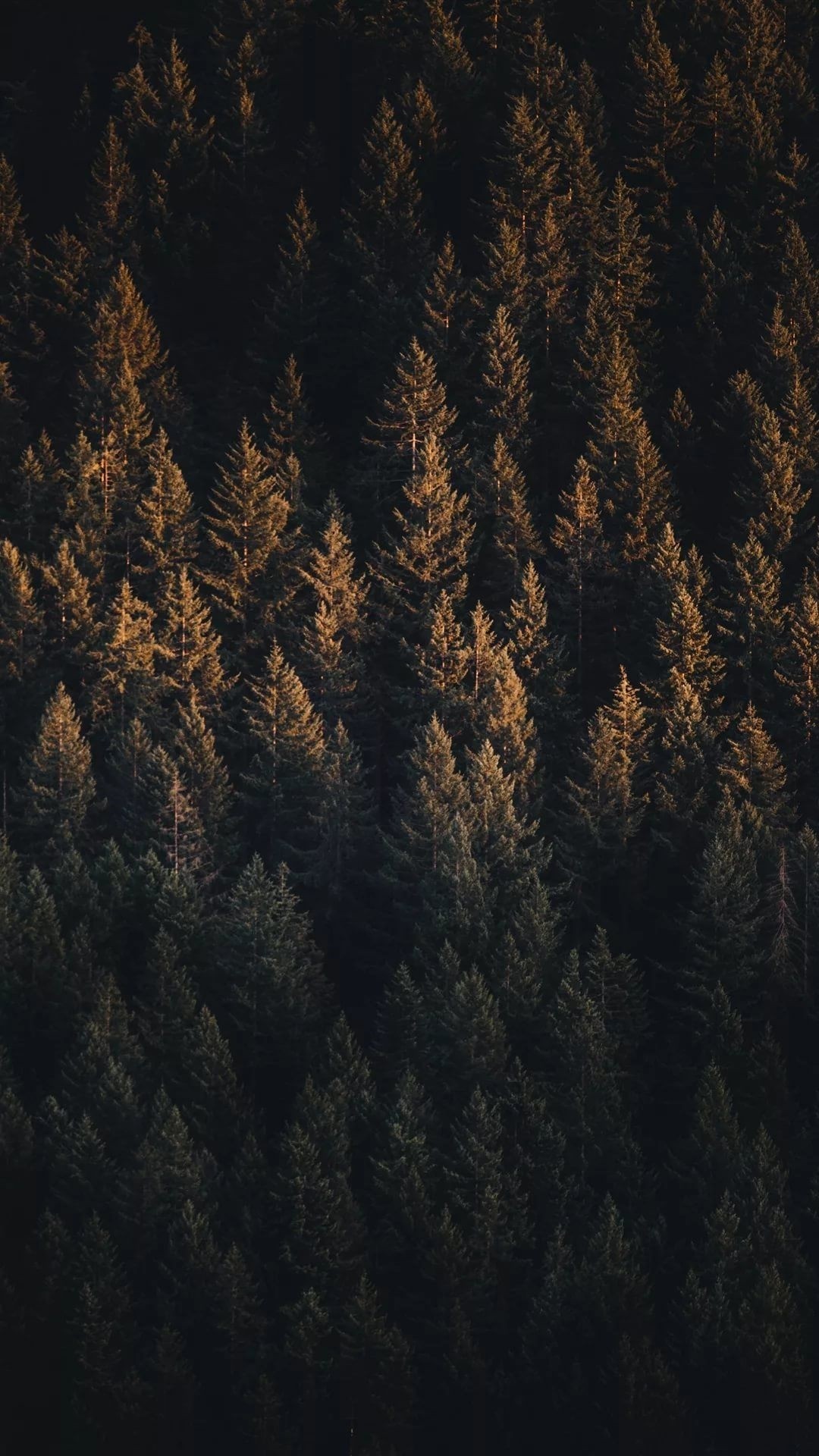 Forest iphone 8 plus wallpaper