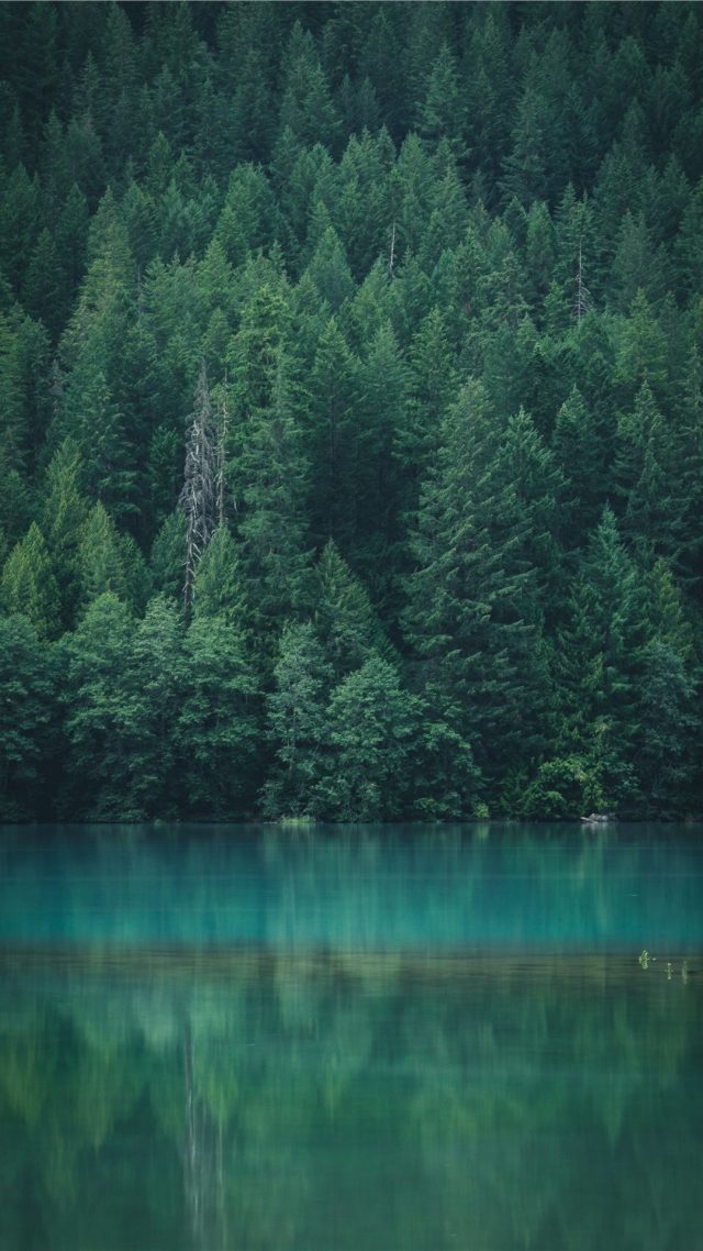 23 Forest iPhone Wallpapers - Wallpaperboat