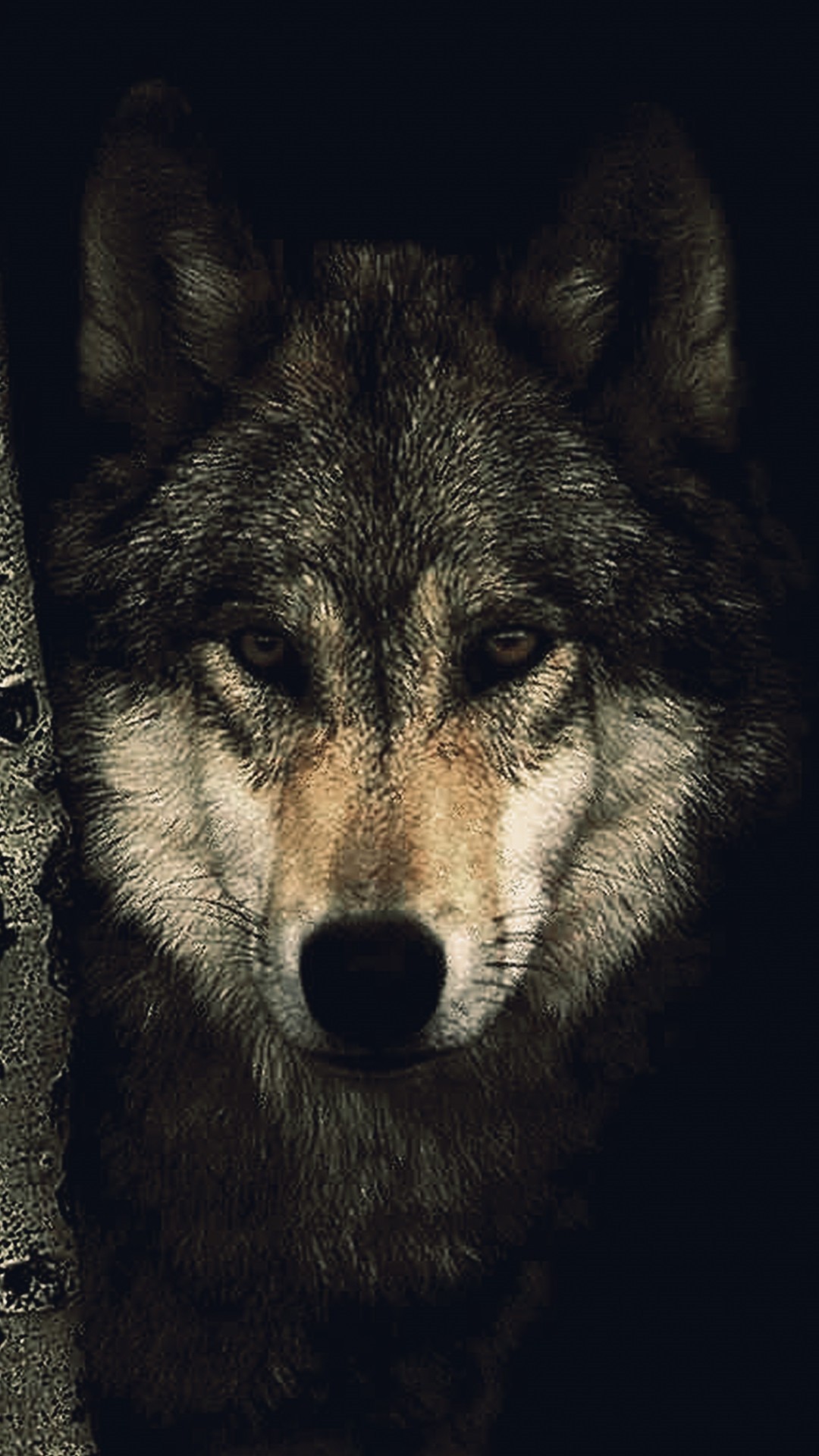 Wolf free wallpaper for android