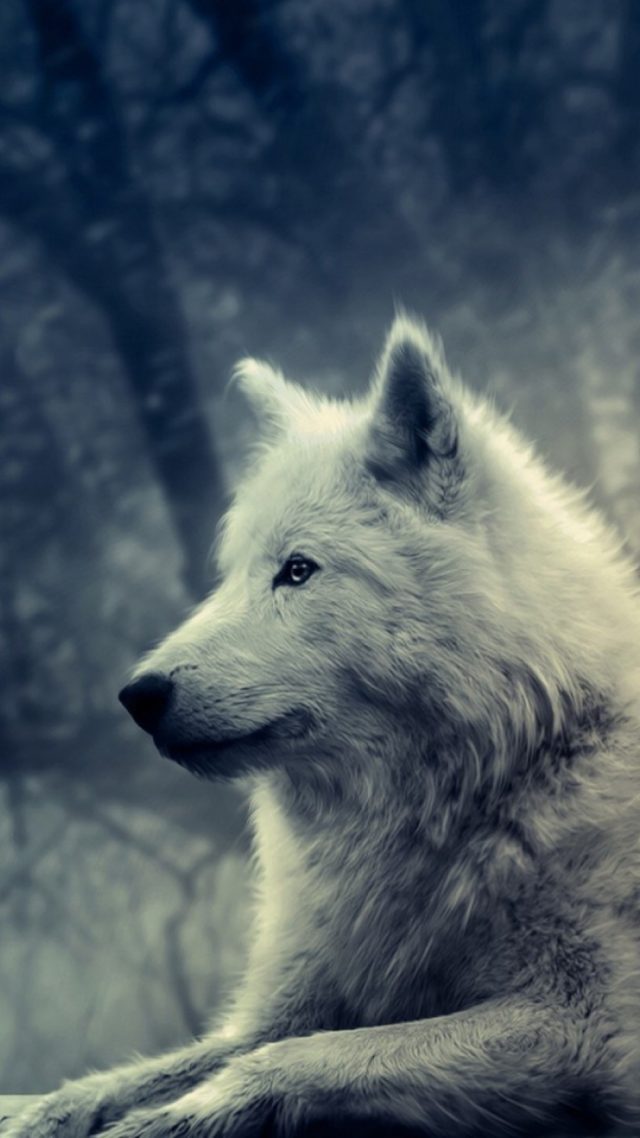 wolf wallpaper iphone