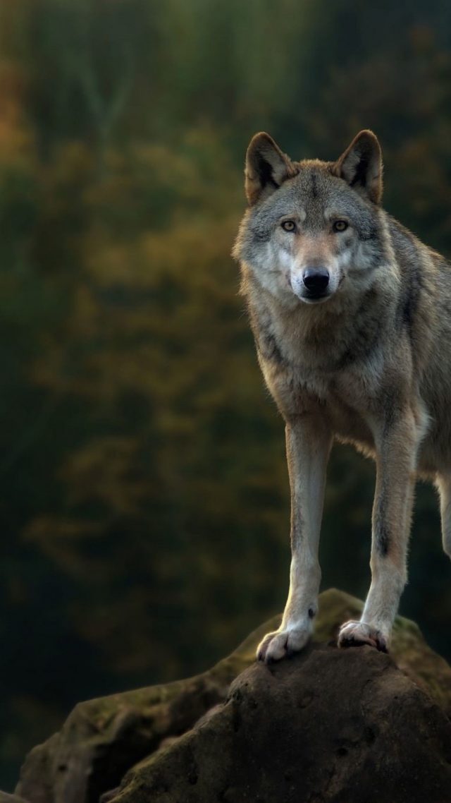 23 Wolf iPhone Wallpapers - Wallpaperboat
