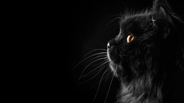 23 Black Cat Wallpapers - Wallpaperboat