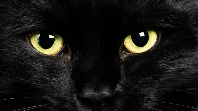 23 Black Cat Wallpapers - Wallpaperboat