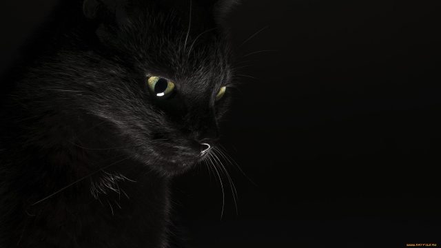 23 Black Cat Wallpapers - Wallpaperboat