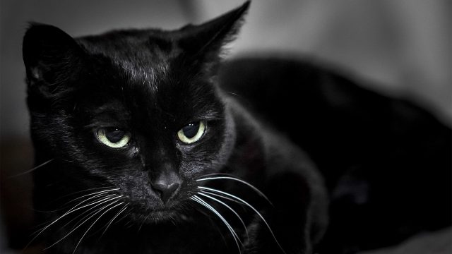 23 Black Cat Wallpapers - Wallpaperboat