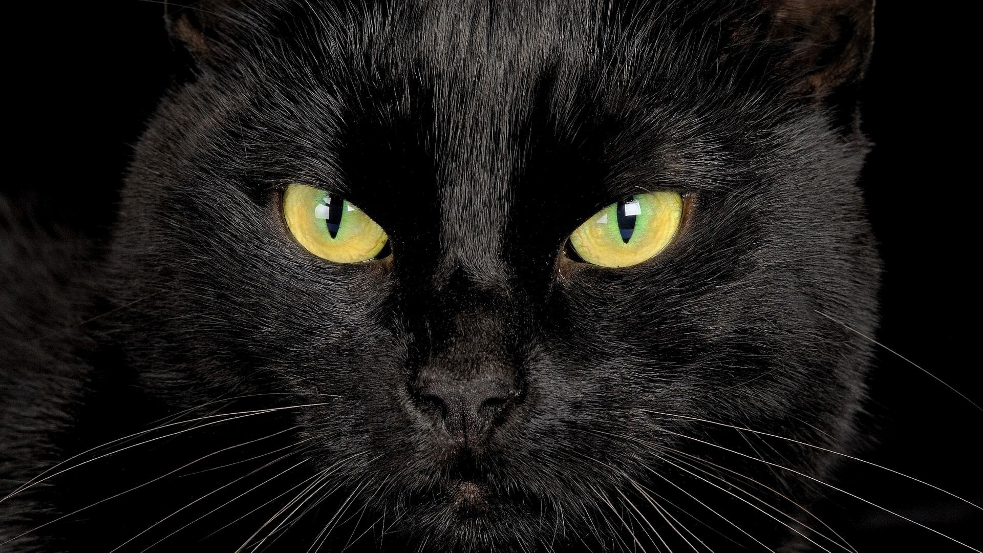 Black Cat HD Download