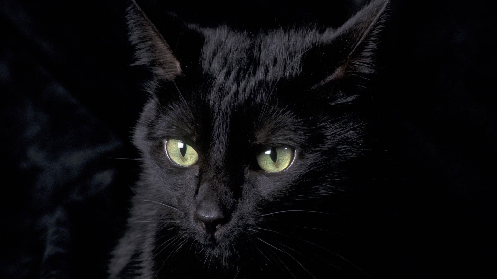Black Cat Desktop wallpaper