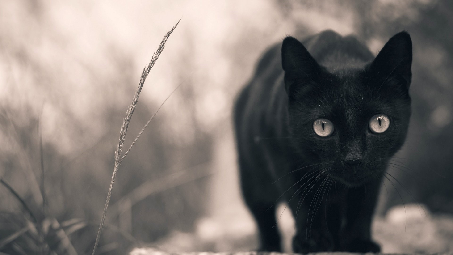 Black Cat Pic