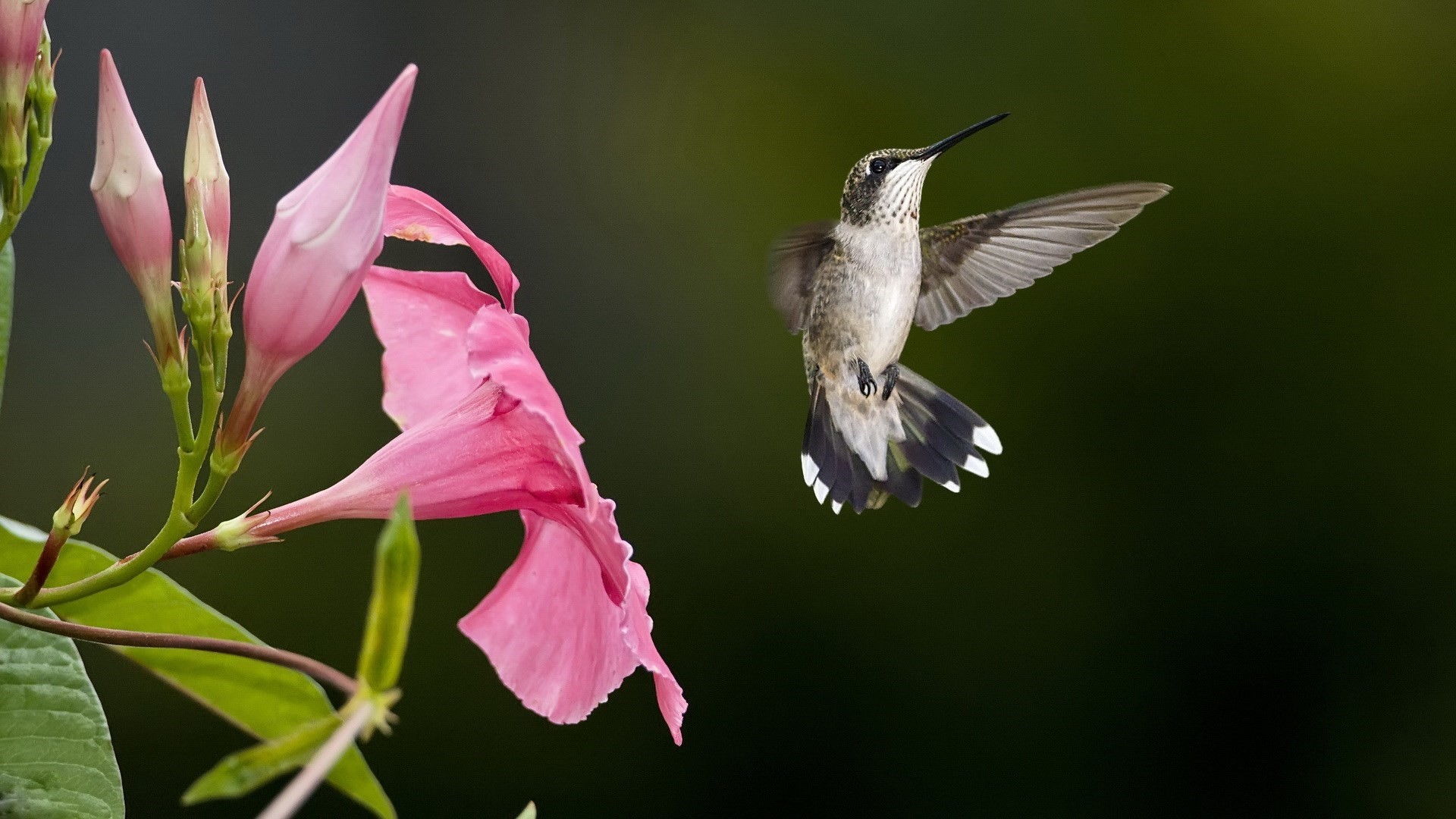 Hummingbird wallpaper photo hd