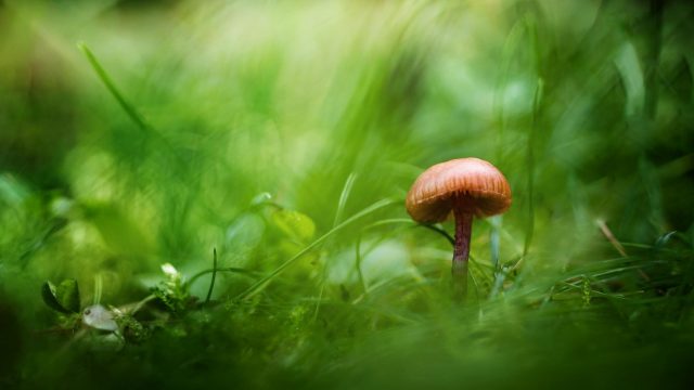 26 Mushroom Wallpapers - Wallpaperboat