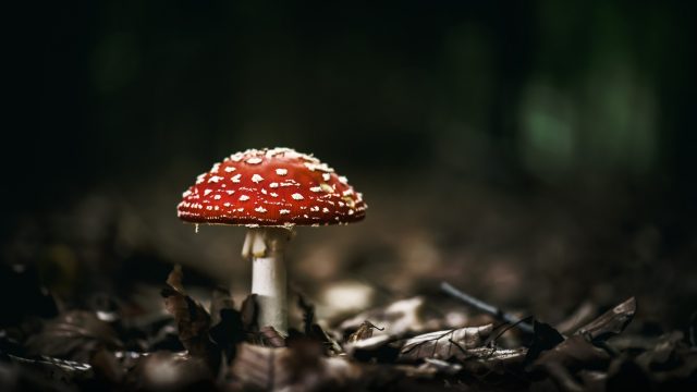 Mushroom HD Wallpaper