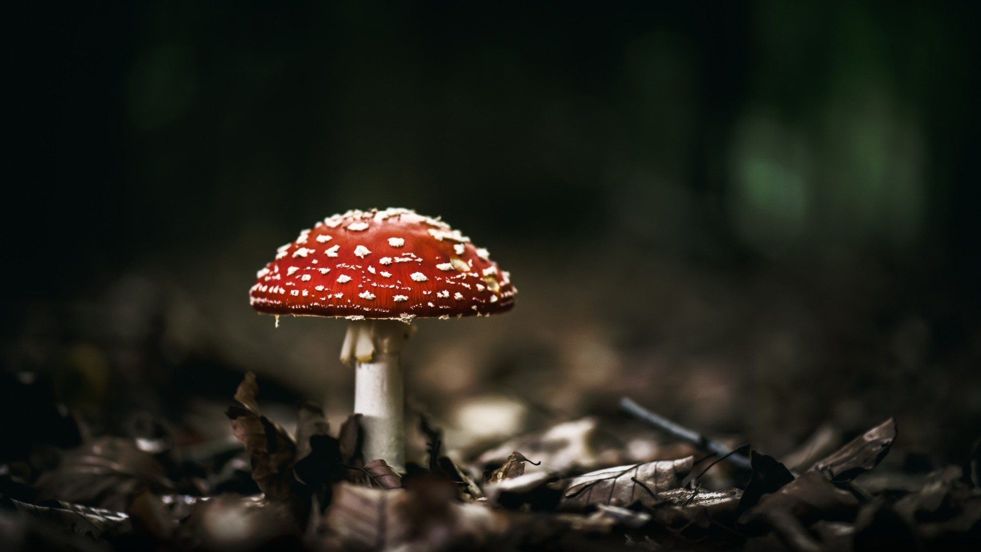 Mushroom HD Wallpaper