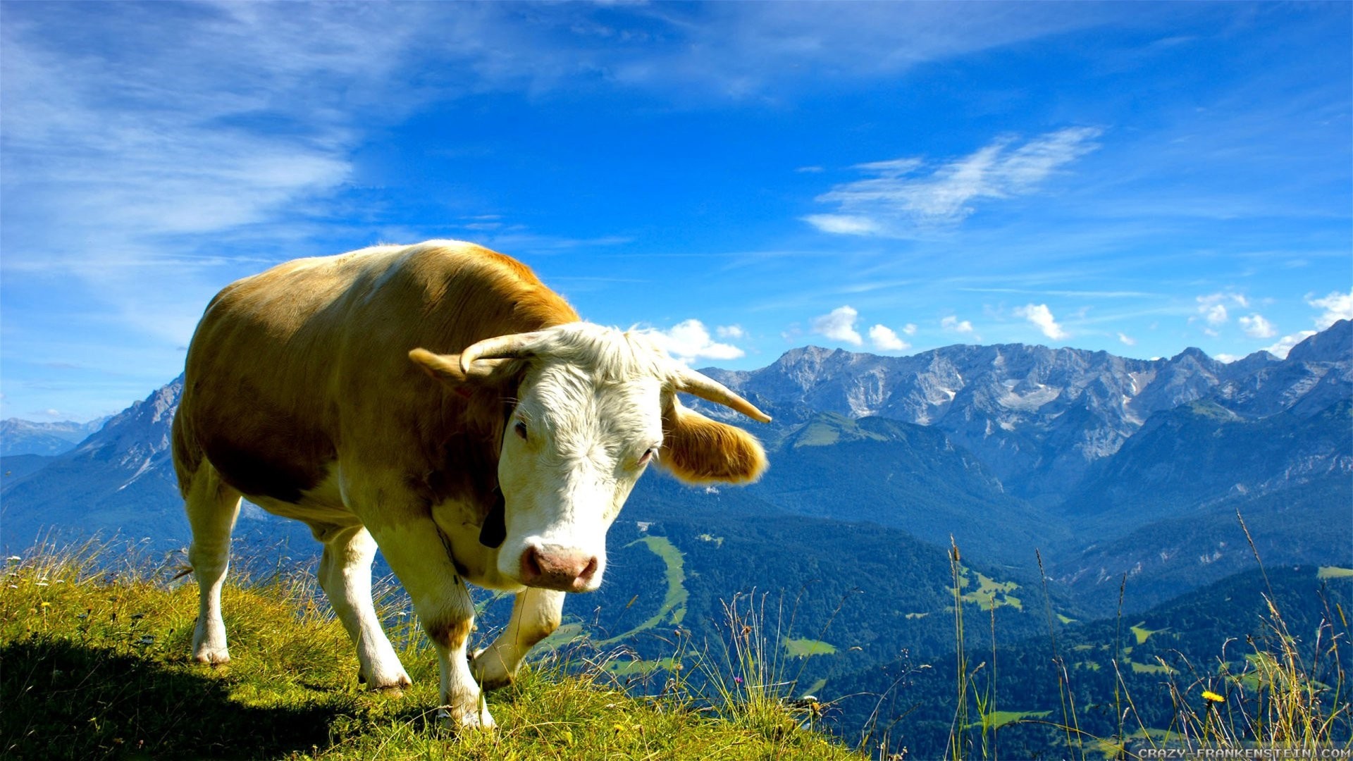 Cow Free Wallpaper and Background
