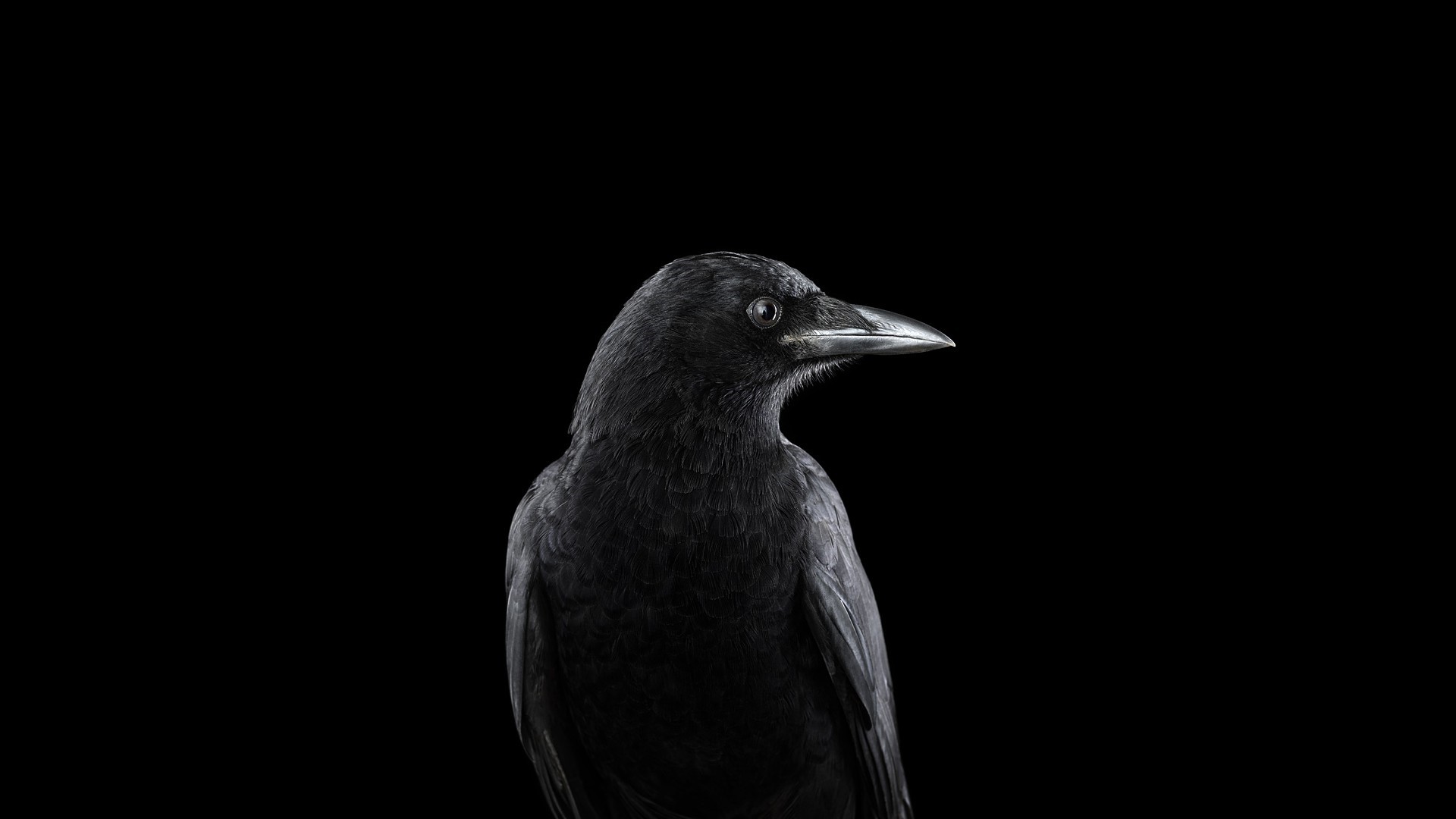 Raven Wallpaper image hd