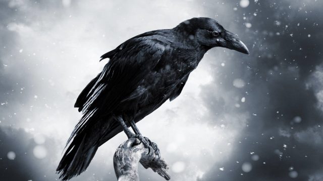 Raven hd wallpaper download