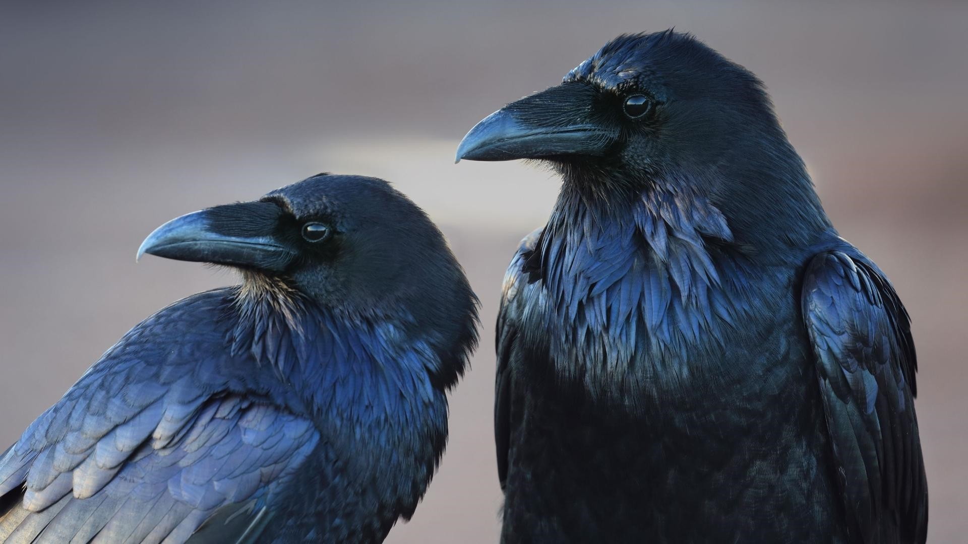 Raven Image
