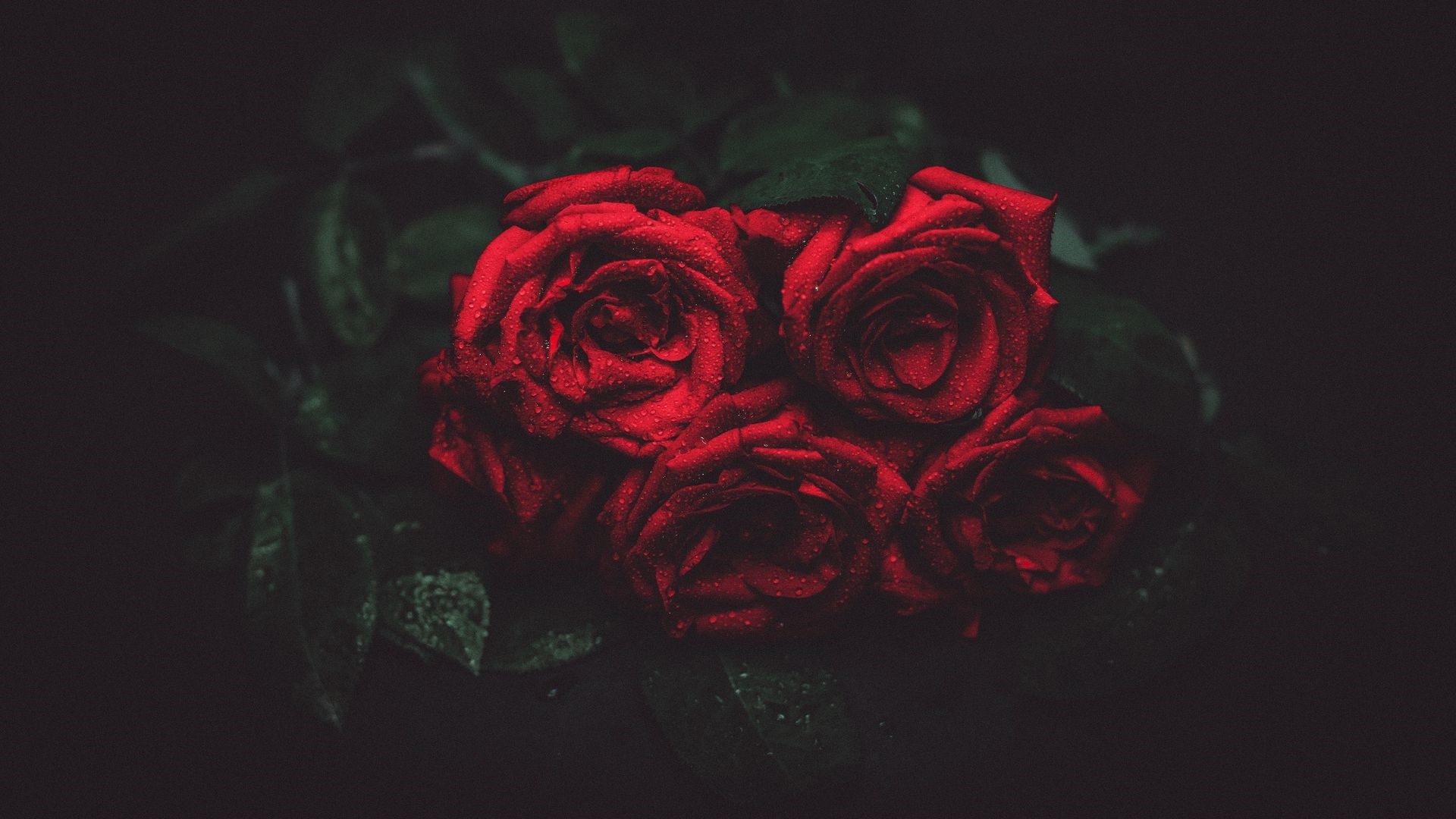 Dead Rose Background
