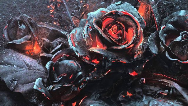 Dead Rose Desktop Wallpaper