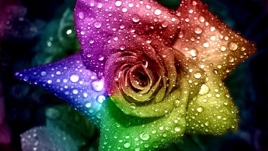 24 Rainbow Rose Wallpapers - Wallpaperboat